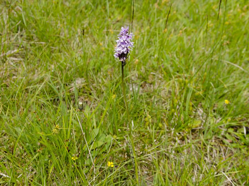 Dactylorhiza fuchsii